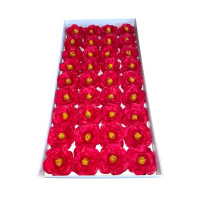 Red soap camellia 36 pieces