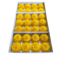Gelbe Seifenchrysantheme 28 Stück