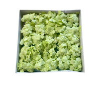 Soap Hydrangeas 25 Pieces - Green