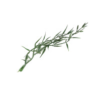 Asparagus wzór1 - 15cm