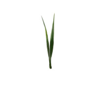 Motif de l'herbe verte : 1 - 12cm