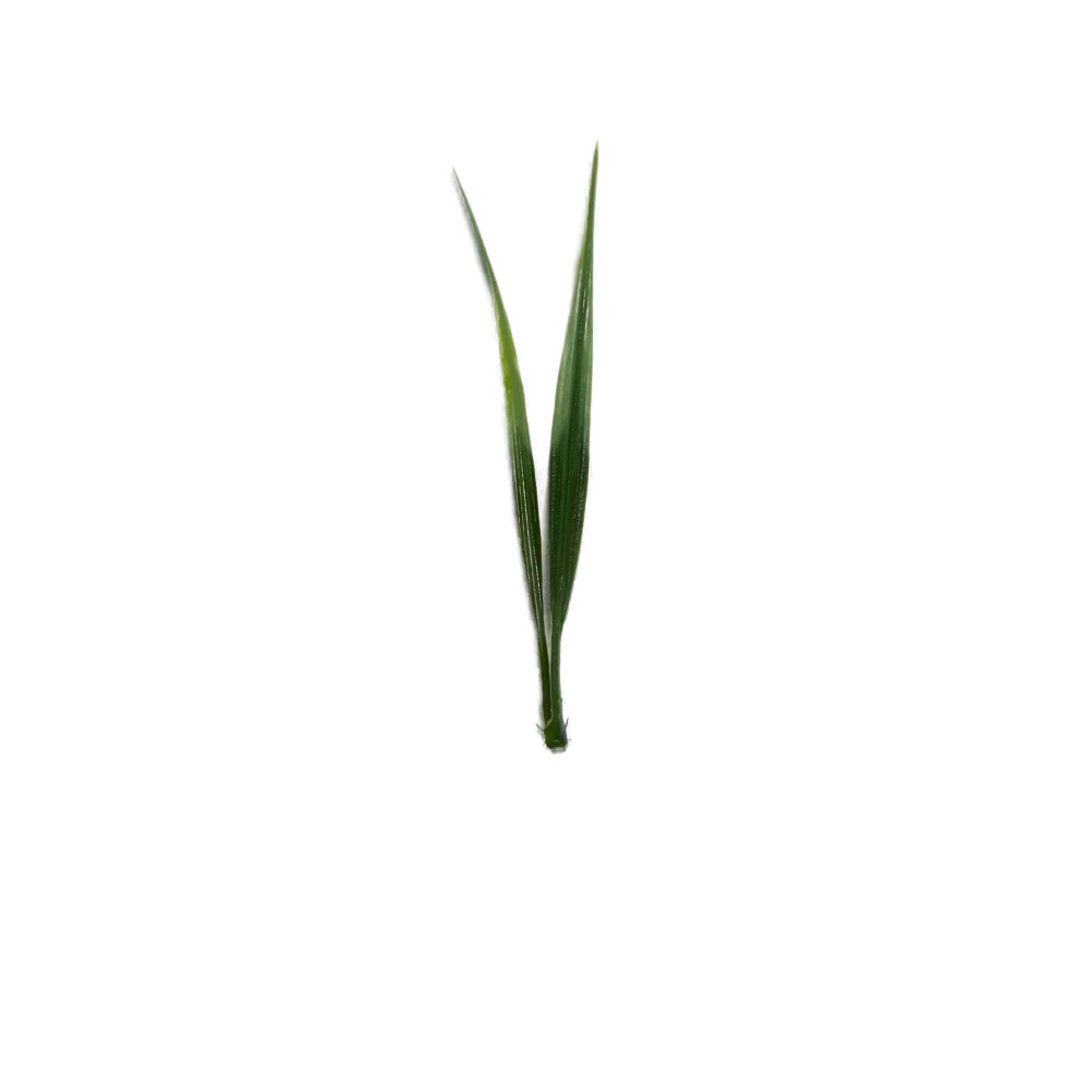 Motif de l'herbe verte : 1 - 12cm