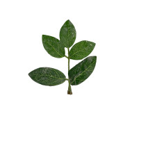 zielone liście wzór:1 - 10cm