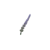 Lavender head 01w03