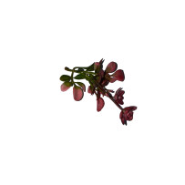 red twig 01w02 - 10cm