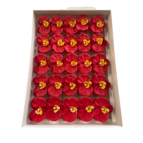 Seifenorchideen 25 Stück - Rot