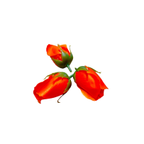 Róże Mydlane Głęboki Pomarańczowy 3cm 50sztuk