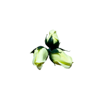 Róże Mydlane Jasny Zielony 3cm 50sztuk