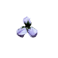 Róże Mydlane Jasny Fioletowy 4cm 50sztuk
