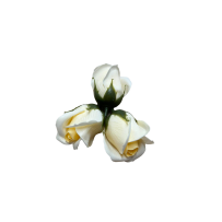 Róże Mydlane Szampański 4cm 50sztuk