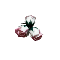 Gradientowe róże mydlane 50sztuk wzór-9
