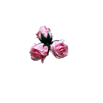 Łososiowy róża mydlana 50sztuk