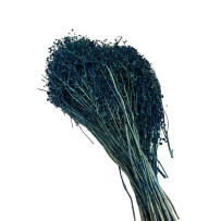 Broom Bloom - żarnowiec miotlasty niebieski  50g - 40cm
