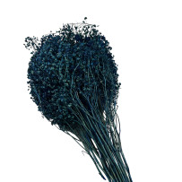 Broom Bloom - żarnowiec miotlasty granatowy 50g - 40cm