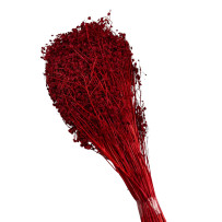 Broom Bloom - żarnowiec miotlasty czerwony 50g - 40cm