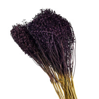Broom Bloom - żarnowiec miotlasty fioletowy 50g - 40cm
