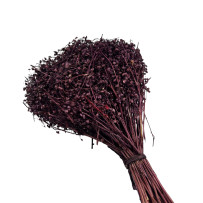Broom Bloom - żarnowiec miotlasty ciemny różowy 50g - 40cm