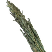 Trawa pampasowa turkusowa 5szt - 70cm