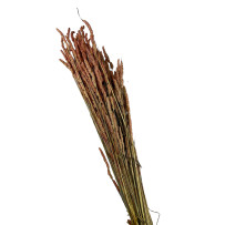 Bukiet suszonej trawy pudrowy 60g - 30cm