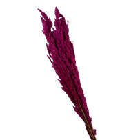 Trawa pampasowa różowa 5szt - 70cm