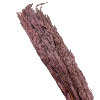 Trawa pampasowa liliowa 5szt - 70cm